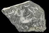 Plate Of Carboniferous Shrimp (Waterstonella) - Scotland #113218-1